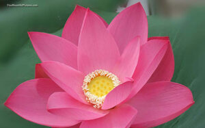 sacred lotus-3