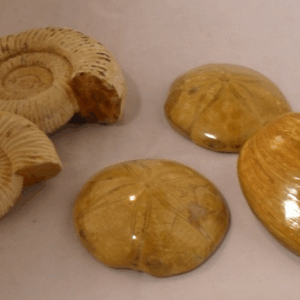 Amoniet-Zeester-Mossel