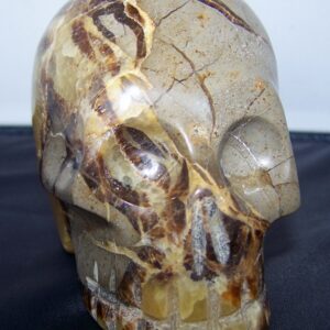 Septaria-Septarien-Septarie Schedel groot