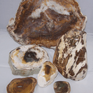 Versteend Hout Schijven