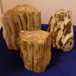 Versteend Hout Stammen